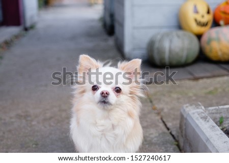 Portrait of a cute calm beautiful little chihuahua looking at the camera in courtyard of private house on the blurred gray wall background and pumpkins with jack lantern. Autumn and Halloween concept