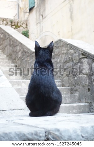 black cat sits with his back on the railing of a stone staircase