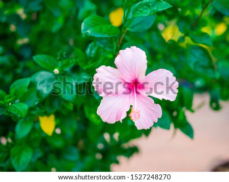 Soft pink hibiscus flowers accented with a soft background