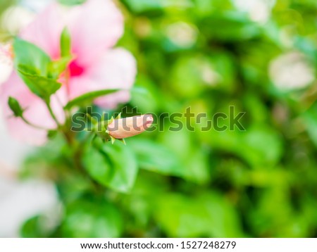 Soft pink hibiscus flowers accented with a soft background