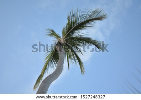 Landscape sky palm sunny travel