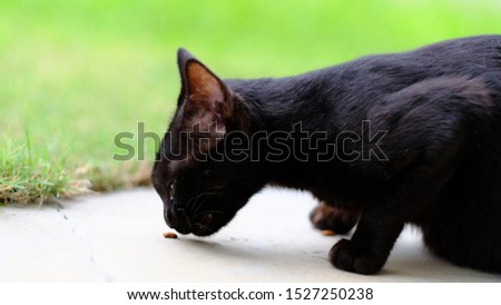 A Black Cat eating a pallet of food.