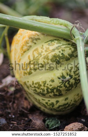 pumpkin, jack-o'latern, pumpkin blossom, country