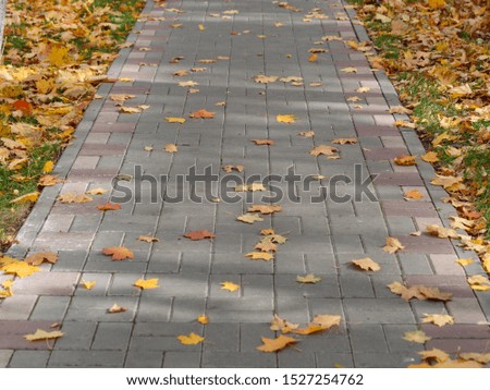 autumn maple yellow leaves on the sidewalk