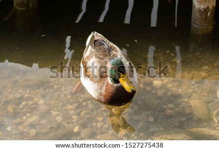Mallard duck swimming  in transparent water .