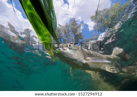 Underwater photo of Grass carp (Ctenopharyngodon idella) living in Lake. Artificially placed fish in Europe. 