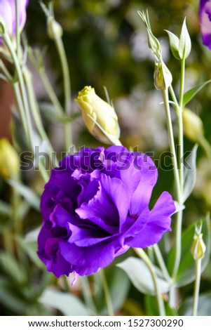 Eustoma flowers close up with blurred background