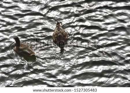 A couple of ducks in the bright water 
