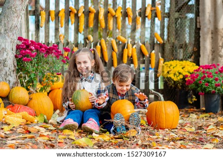 Little girl and boy picking pumpkins for Halloween pumpkin patch. Children pick ripe vegetables at the farm during the holiday season. Autumn harvest concept on the farm.