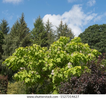 Summer Flowers and Foliage of the Indiand Bean Tree (Catalpa bignonioides) with a Bright Blue Sky Background in a Garden in Rural Devon, England, UK