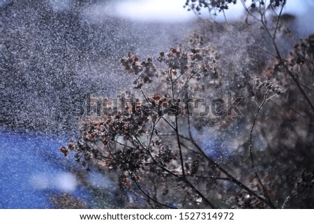 Beautiful and romantic dried-up inflorescences shrouded in mist. Very interesting picture showing how nature can be inspirational. 
