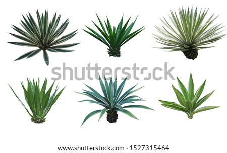 Agave collection isolated on white background.,Agave plant tropical drought tolerance has sharp thorns. Royalty-Free Stock Photo #1527315464