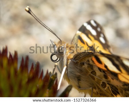 A detailed picture of a butterfly