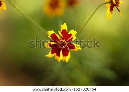 close-up picture of flower in karanji lake