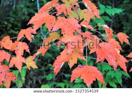 Closeup of red maple leaves against blurred greenery background
