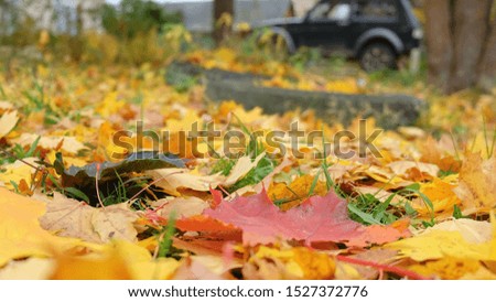 Selective focus to colorful autumn maple leaves on the ground close up with  blurred autumn park and black car on background.. Colored fall maple leaves  lay down under trees in the park.Soft focus.
