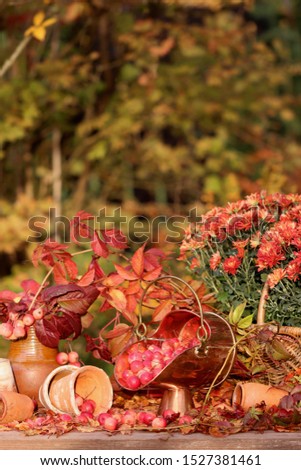 Autumn composition with branches of crab apples in clay vase, aged ceramic pots, old cooper asher on fading leaves on bush background in garden, vintage style, evening sunny light, vertical photo