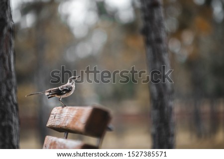 mocking bird perched on a bench