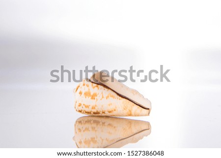 Seashell and reflection in glass on a white background. The mollusk shell in the form of a spiral.