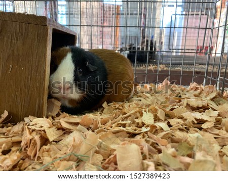 Closeup of a Gerbil attempting to hide