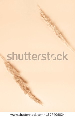 Dry flower branch on a soft beige background, flat lay, copy space. Minimal neutral flower background, top view.
