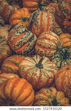 Colorful Festival squashes in fall. The picture was taken in Beelitz, Germany