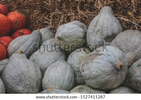 Blue Hubbard Squashes ( also called New England Blue Hubbard). The picture was taken on a farmer's market in Beelitz, Germany