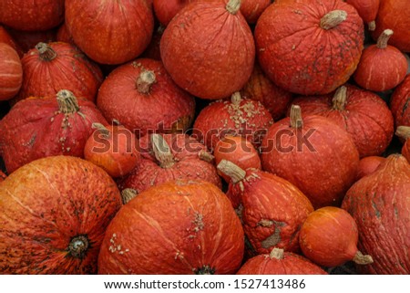 Hokkaido (red kuri squash) in fall. The picture was taken in Beelitz, Germany