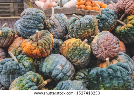 Colorful Black Futsu  squashes. The picture was taken on a farmer's market in Beelitz, Germany