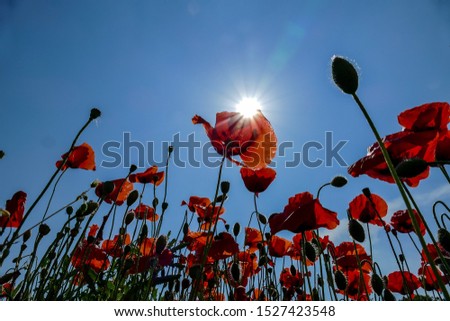 red poppies on background of blue sky, digital picture taken in Italy, Europe