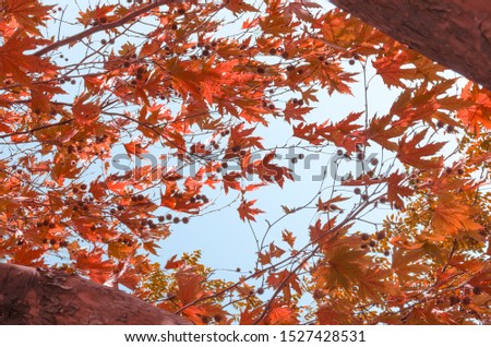 Red, orange and yellow leaves against blue sky. Autumn leaves on tree branch close-up. Fall background. Copy space. Selective focus image.