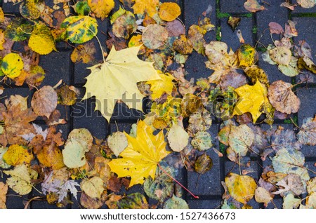 autumn leafs on sidewalk after rain