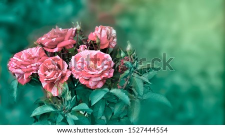 Natural background border with beautiful striped pink red tiger roses in garden, outdoors in nature, copy space, atmospheric toned image. Greeting card template or floriculture gardening concept 
