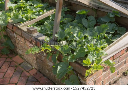 Home Grown Organic Melon Plant (Cucumis Melo 'Emir') Growing in a Cold Frame on an Allotment in a Vegetable Garden in Rural Devon, England, UK Royalty-Free Stock Photo #1527452723
