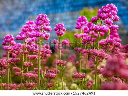 pink flowers Centranthus Ruber ,Red Valerian Royalty-Free Stock Photo #1527462491