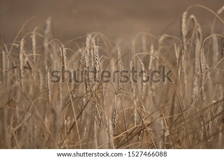 Grain ripens in a field, almost ready for the harvest. Royalty-Free Stock Photo #1527466088