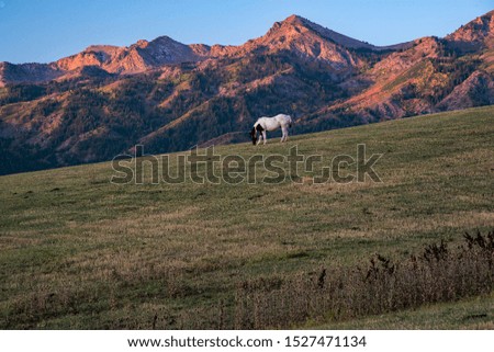 Stallion on grassy slope.  Rural pasture and horse with majestic mountains in the background create a feeling of peace and contentment.
