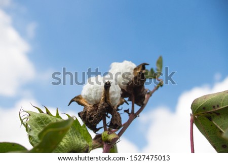 Cotton fruit in the harvest season in Egypt