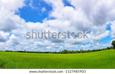 white clouds blue sky rice farm