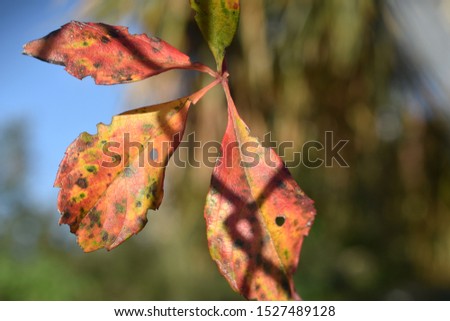 Closeup of Three Dried Autumn Leaves in Orange Yellow and Green Hues