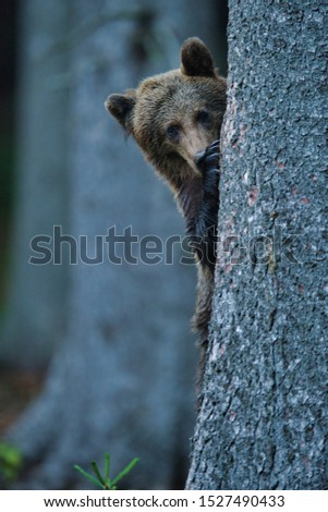 European Brown Bear (Ursus arctos arctos), in the forest, wildlfie scenery Slovakia