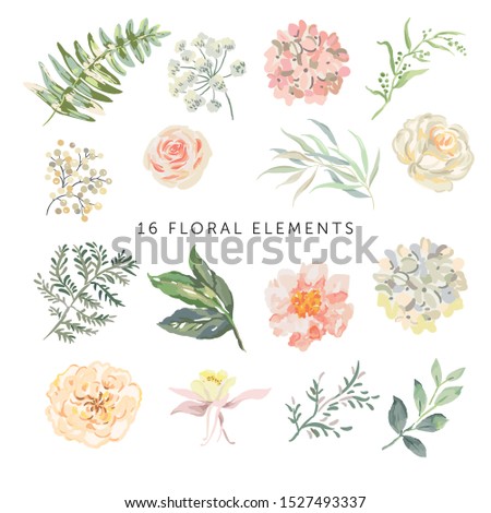 Pink roses, peonies, green leaves, white background. Set of the floral elements. Vector illustration. Romantic garden flowers. Wedding design clip art