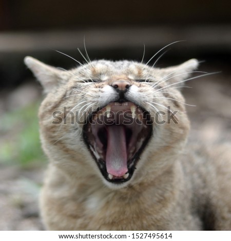 Brown tabby domestic cat yawning on blurred green yard