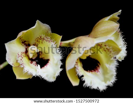 macro closeup of an unusual yellow orange brown with stripes Clowesia rosea x Catasetum pileatum orchid species flower branch isolated on black