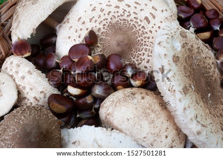 Basket full of freshly picked the parasol mushroom (Macrolepiota procera) and chestnut
