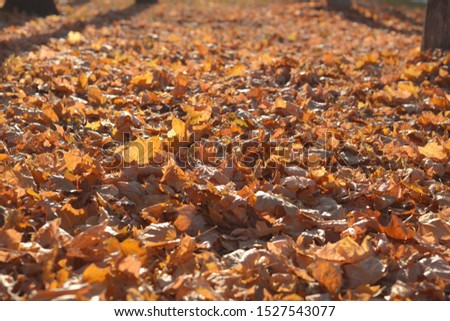 Golden autumn, beautiful background of orange leaves