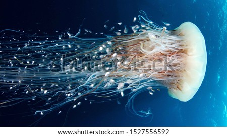 White Jellyfish dansing in the dark blue ocean water.  Royalty-Free Stock Photo #1527556592