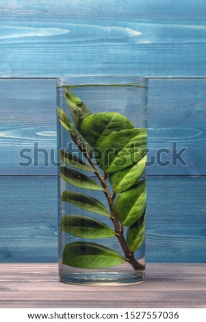 Green plant branch in a vase with water on a blue wooden background. Still life.