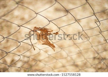 Old dry maple leaf in mesh fence in autumn garden. Copy space