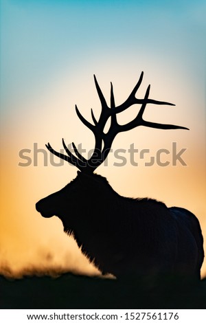 A portrait silhouette of a Bull Elk at sunset.